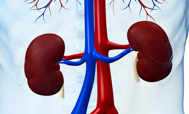 perfil-renal-medvida-salud.webp